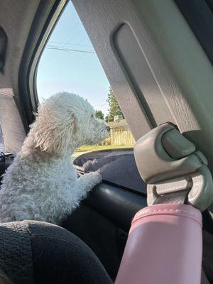 Back to enjoying her car rides