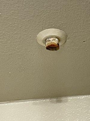 Inside shower, AC condensation draining rusted water with black particles & dead insects.