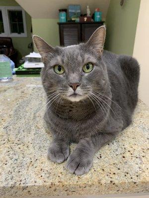 Marcus on my kitchen countertop