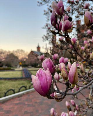 Pink saucer magnolias