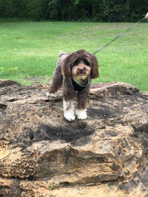 My dog Charley who is very comfortable at the Animal Hospital and Clinic.