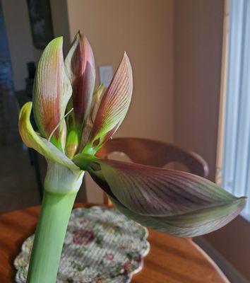 Amaryllis buds