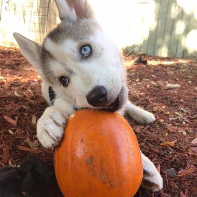 With fall comes dirty puppies. Get you pup groomed today! Call (206)551-0438