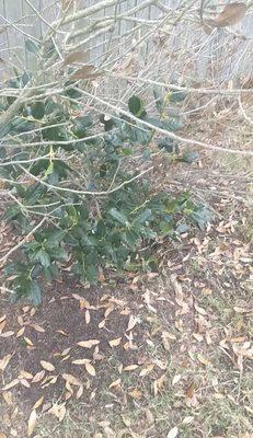 Crushed holly bush