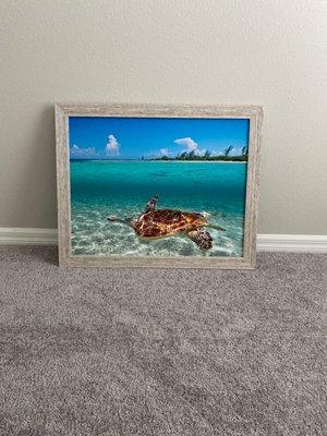 Sea turtle