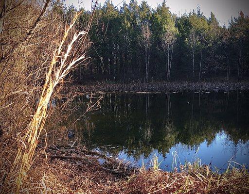 Pines, ponds, and prairie make up much of the natural elements at Towne Park.