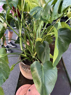 Indoor plant