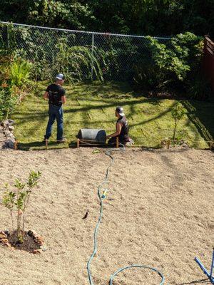 Laying sod