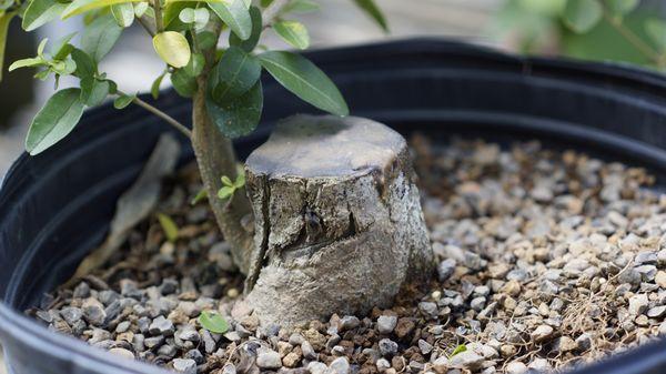 MBP Bonsai Studio