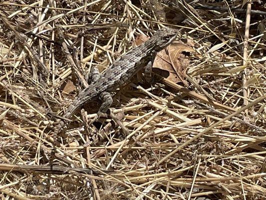 Sobrante Ridge Regional Preserve