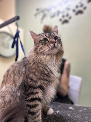 Our cat grooming days are Wednesdays and Thursdays!