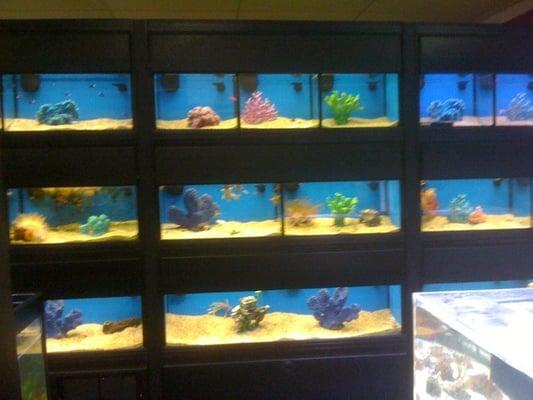 Saltwater tanks