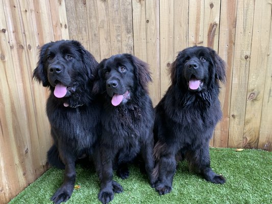 Newfies!