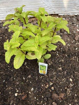 Mint is a favorite in drinks. Lemon mint water is delicious and refreshing!!