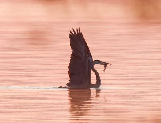 Great Egret first catch on Lake O' the Pines