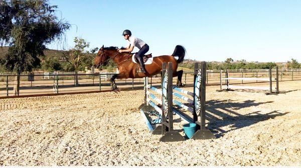 Hunter/Jumper Training