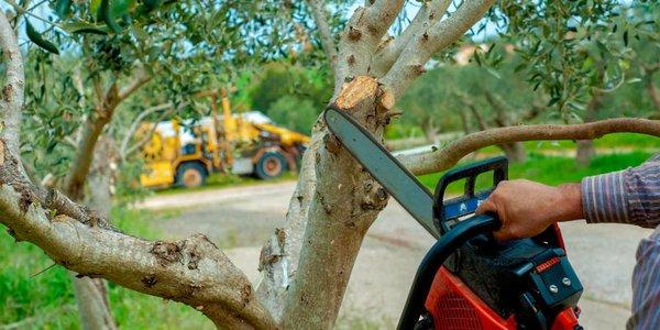 Tree trimming has many benefits, including safety and the health and beauty of trees.