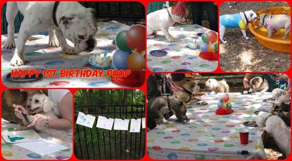 Doggy Birthday parties