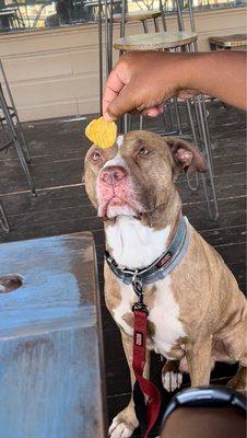 Dog friendly (outside area)-- we let him have a fried pickle & he enjoyed it!