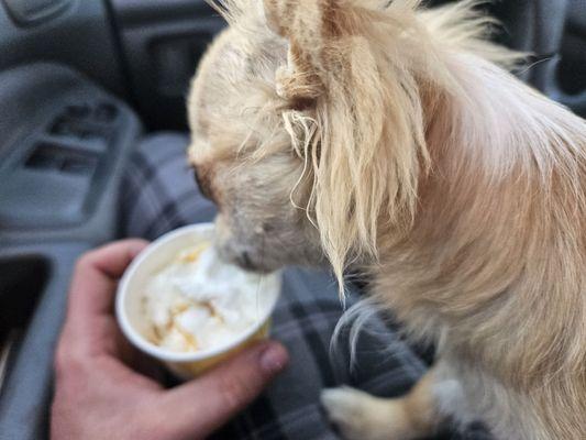 pup enjoying his own little cup (whipped cream and caramel drizzle)