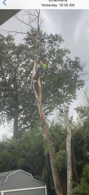 had to climb  because of its location. they were a good team . had tricky cuts over my shed  but  handled The cuts like  surgeons.