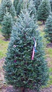 Premium Fraser Fir