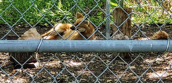 Hyenas at Wilderness Trails Zoo