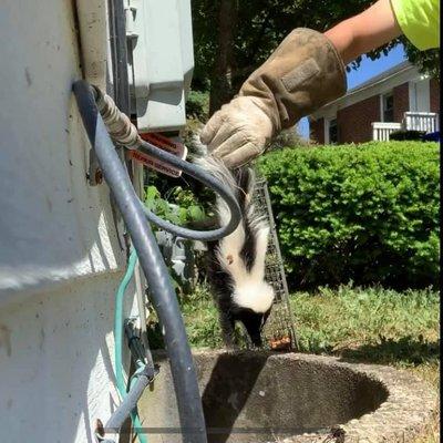 Skunk removal