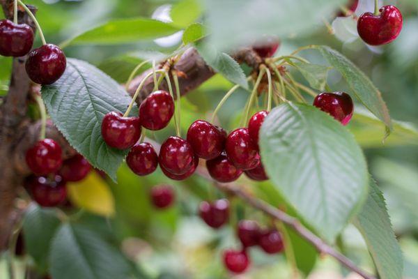 so many cherries!