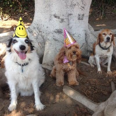 8/7/14 Celebrating Molly's 4th B-Day @ Dogwood along with Champ & Buster,2  Dogwood Members who are also customers for years.