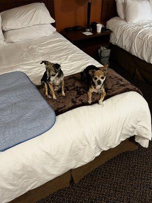 Winnie and Missy at a hotel