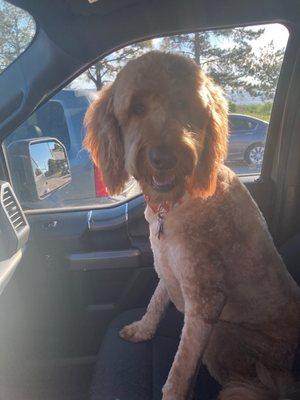 Just after picking up my little guy. I asked for him to be shaved because of the heat, and look how nice she framed his face!