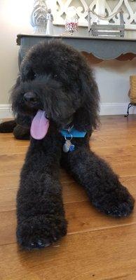 Phoenix the labradoodle just after his first visit to Wagging Tails. First groomer who hasn't make him look like a poodle.