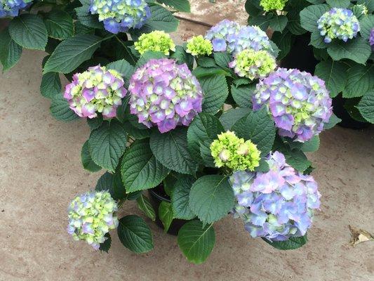 Hydrangea for Easter and Mother's Day