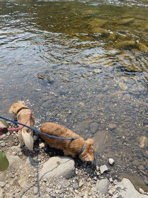 Pups in the river.