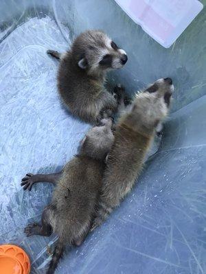 3 baby raccoons waiting to be reunited with their mom