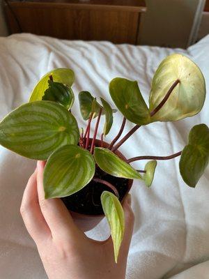 Watermelon peperomia