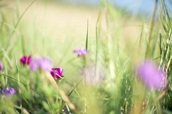 wild flowers