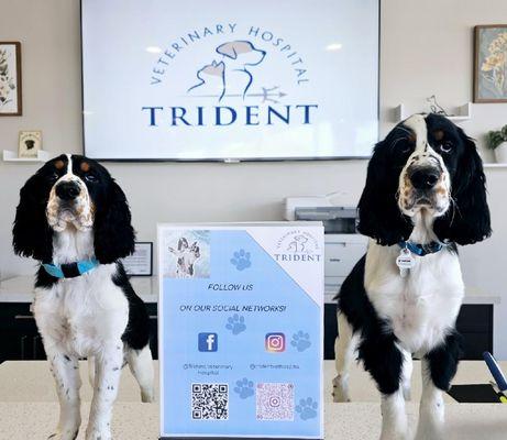 Trident Veterinary Hospital