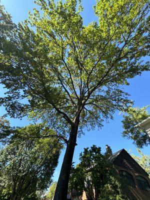 Took this oak off the magnolia on the lower right hand side, as well as "deadwooded" it and "cleaned it out by lightly thinning.