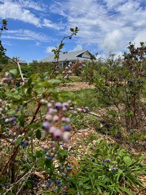 Blue Barn Berry Farm & Event Venue