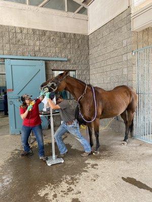 Arizona Equine Medical & Surgical Centre