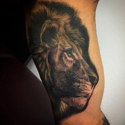 Lion portrait by Bull