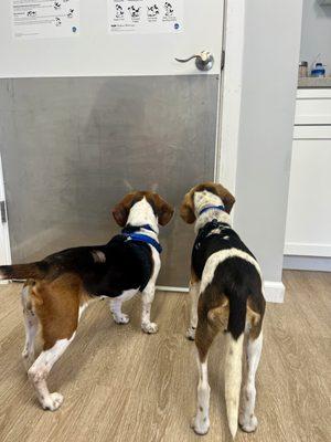 The girls eagerly awaiting Dr. Constance Carbonell  to return. They LOVED her!