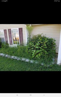 Before trimming hedges and flower bed