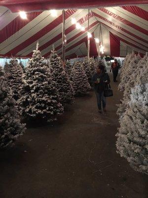 white flocked trees