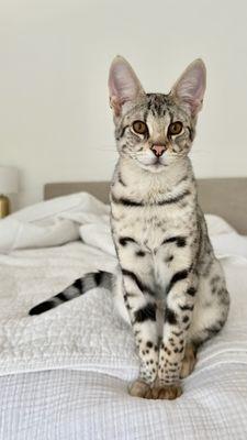 Biggs - 4 month old Savannah kitten