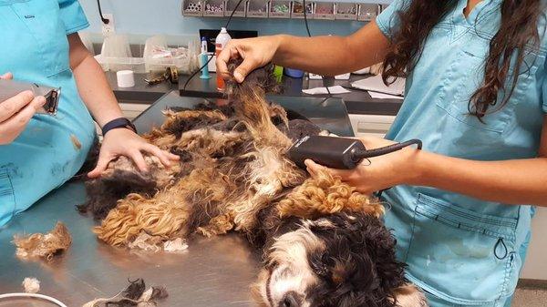 another rescue dog so matted and thin. Microchipped to Rita from months ago..how'd he get like this?