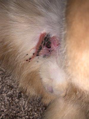 Huge infected hole caused by Save A Pet's "low cost" scam clinic that doesn't know how to neuter