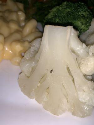 cauliflower with gnat